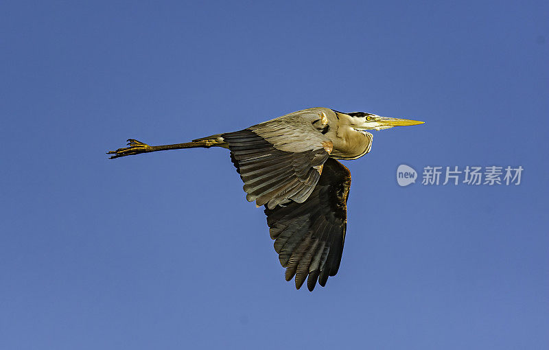 大蓝鹭飞行，Ardea herodias, Audubon Alafia银行鸟类保护区;鸟岛;希尔斯堡惨案湾;坦帕湾;佛罗里达
